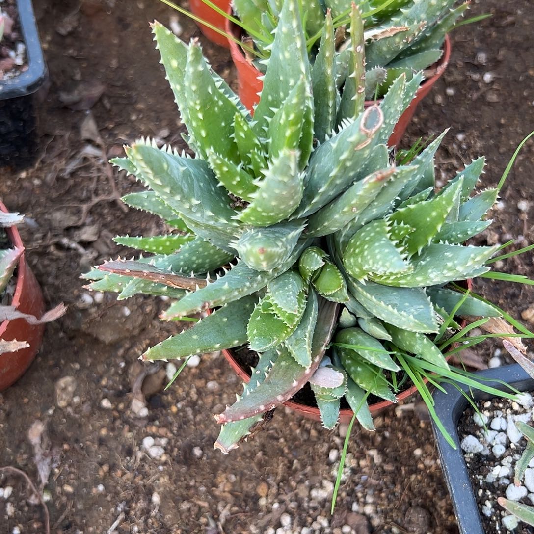 迷****多肉植物短叶姬龙山