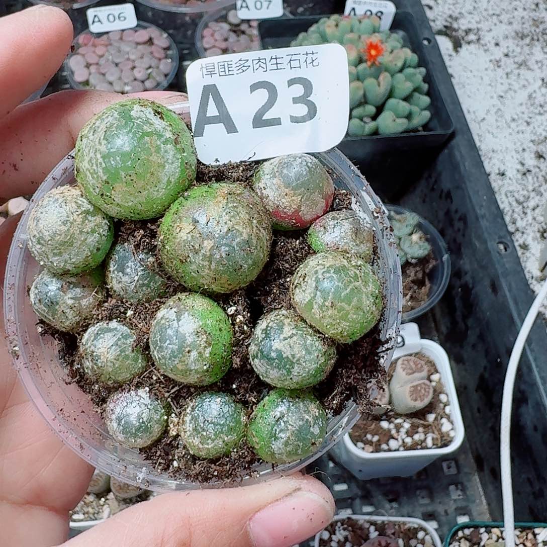 23多肉植物多肉植物