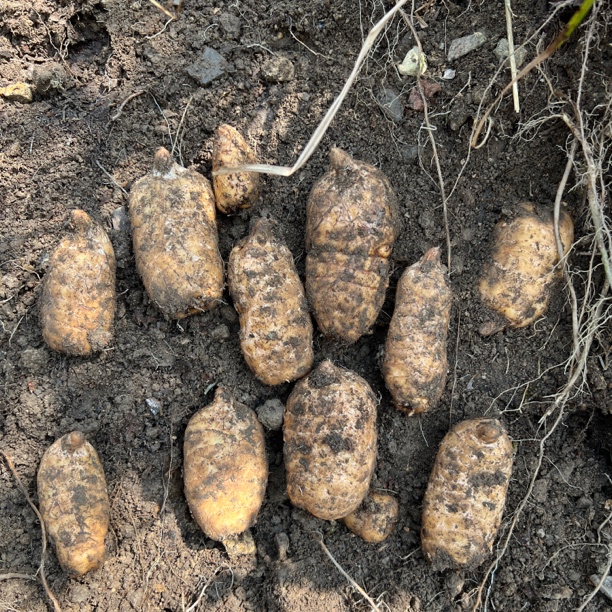 云南昭通鲜天麻仿野生种植