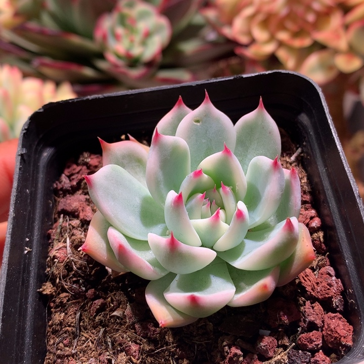 吉娃娃锦腹轮锦锦