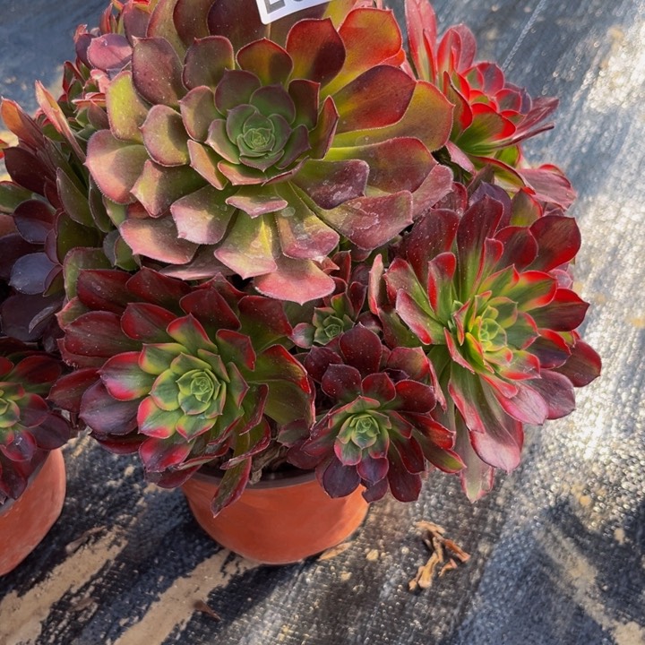 517多肉植物一物一拍