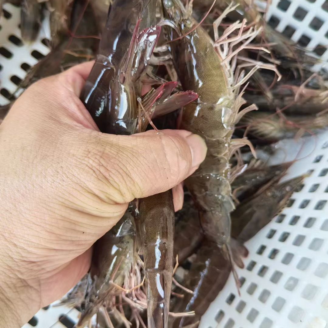 青岛本地海水大虾20_30