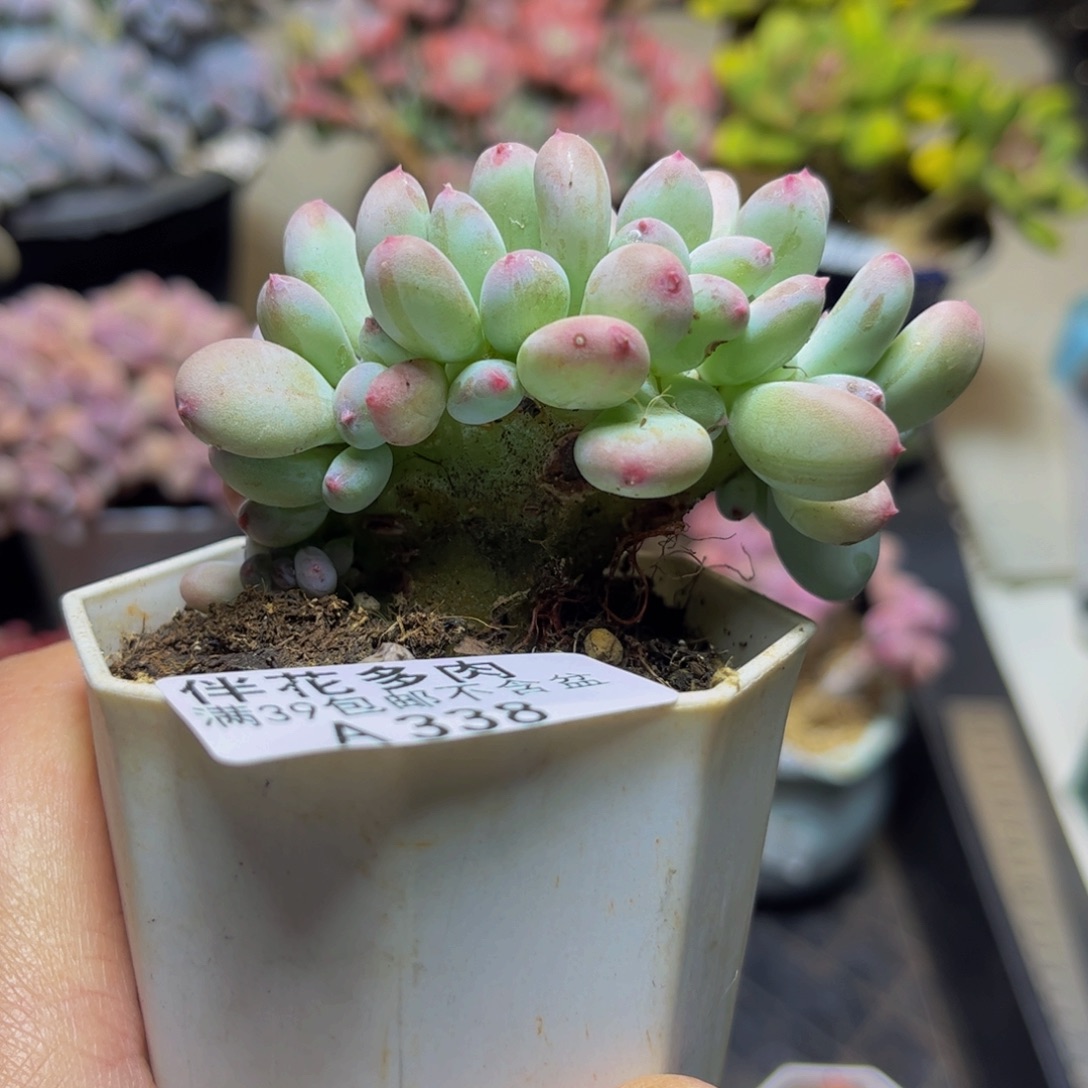 338苹果奶缀化8厘米多肉