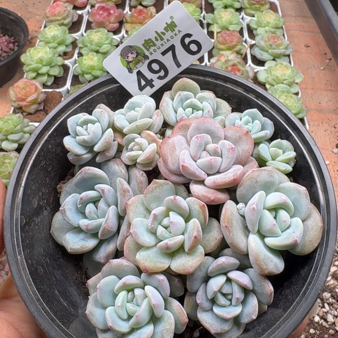 多肉植物多肉植物