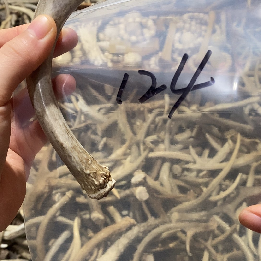 抖***D非金属鹿角鹿角鹿角