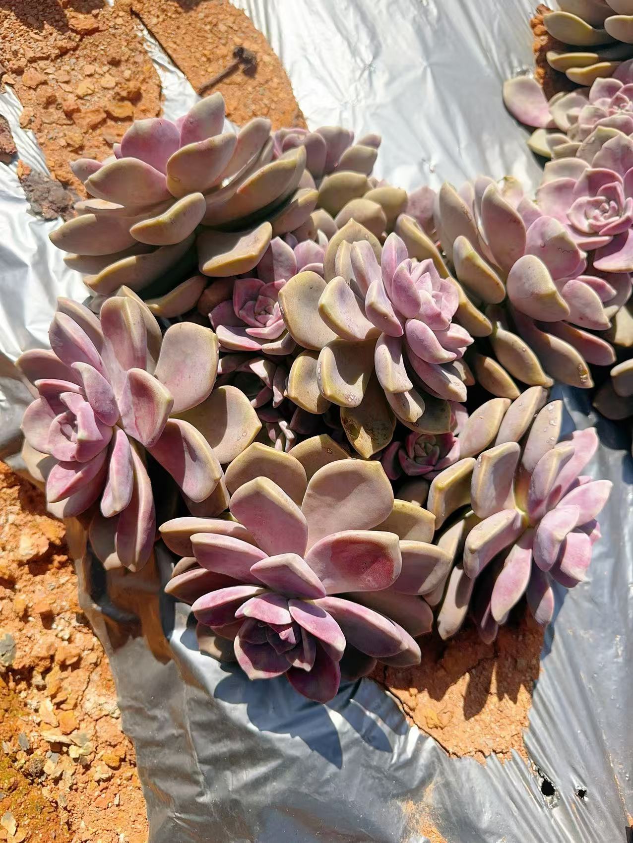 云南高原精品地栽紫乐小号 新手好养 精品多肉植物 云南昆明发货