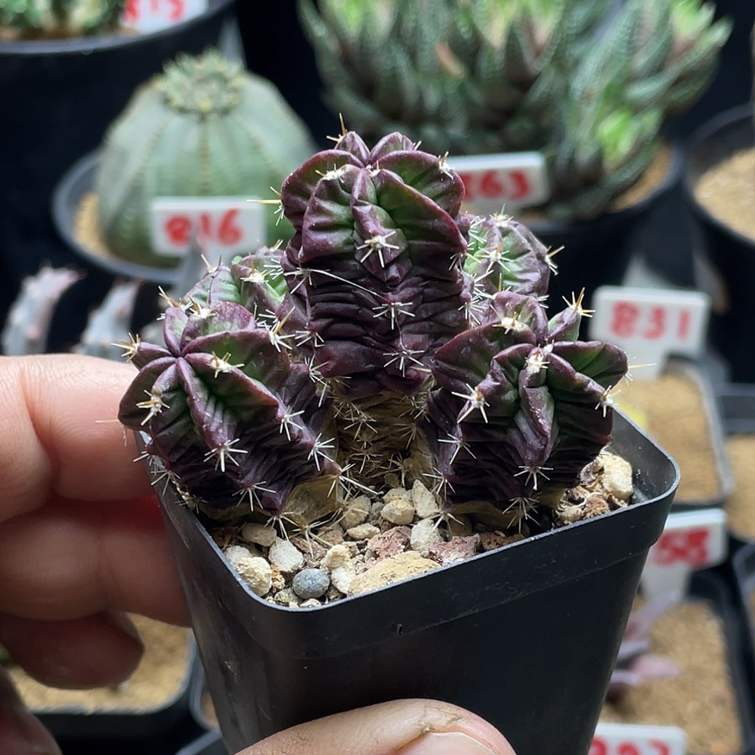 实生5头紫翠虾仙人球