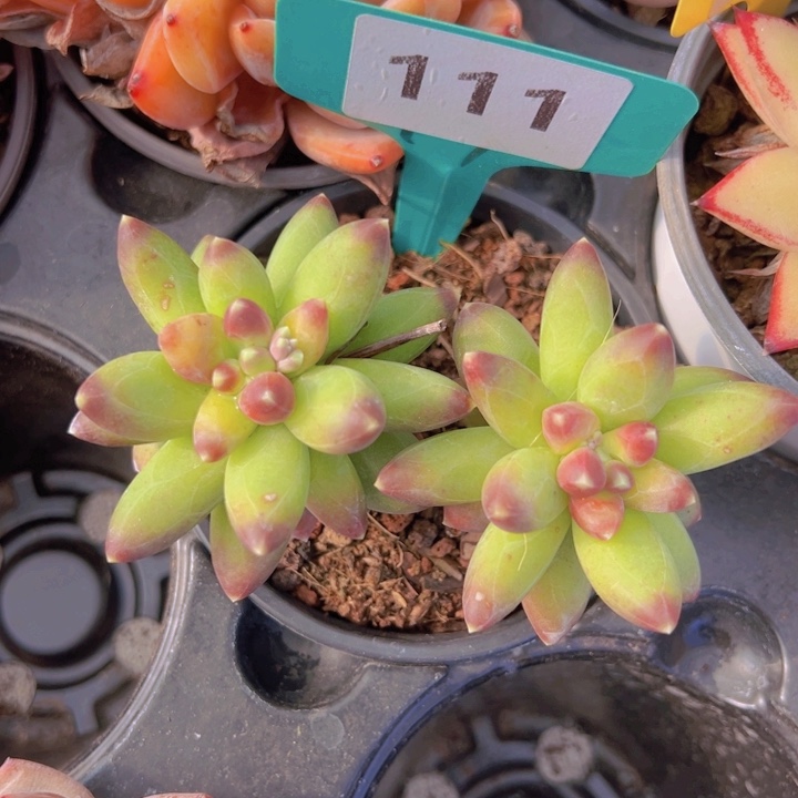 健健康康平平安安多肉