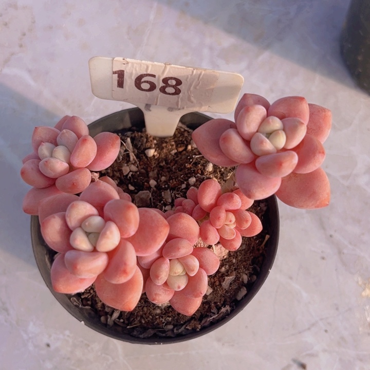 健健康康平平安安