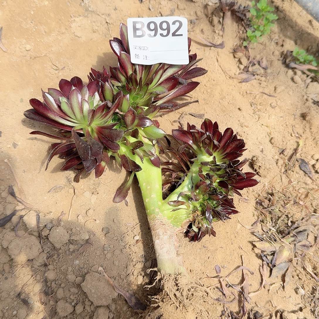 992黑法师一颗有伤满28包邮