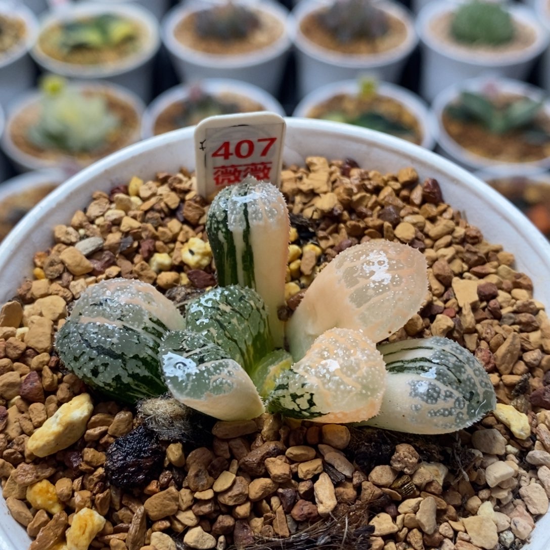 407莫多十二卷多肉植物