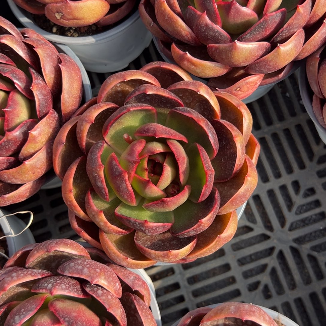 多肉单头红灯【非偏远满18包邮】