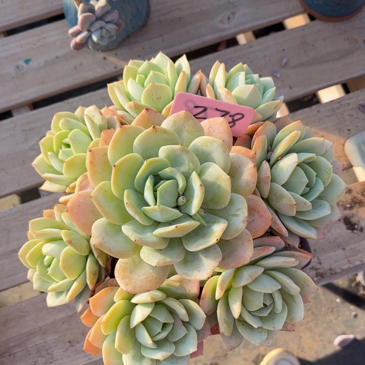 恋曲多肉植物2 7 8