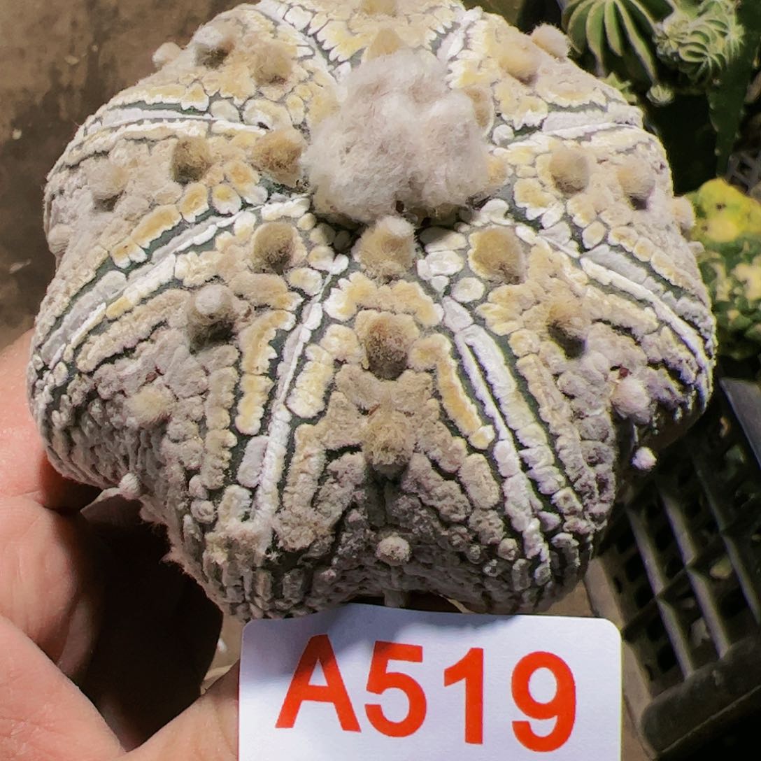 ❤**多浓白海星兜仙人球519