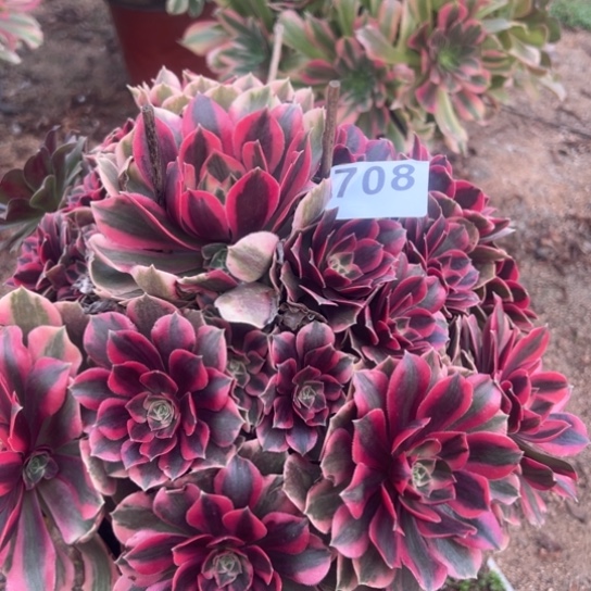 708女妖多肉植物花花