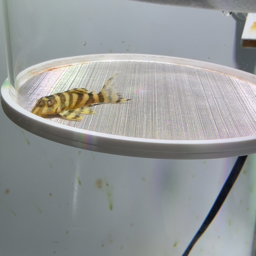 工具鱼17号皇室333