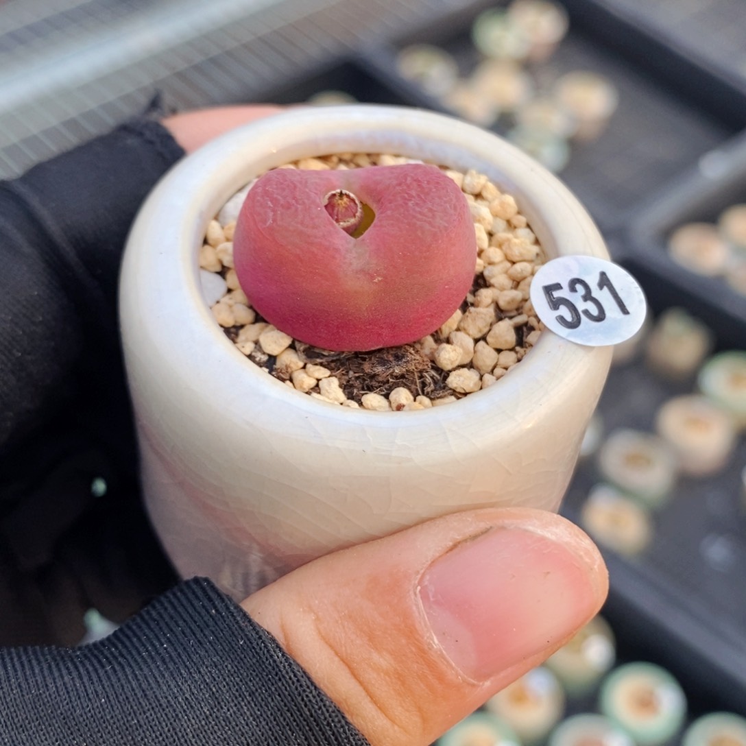 5935--一物一拍带盆