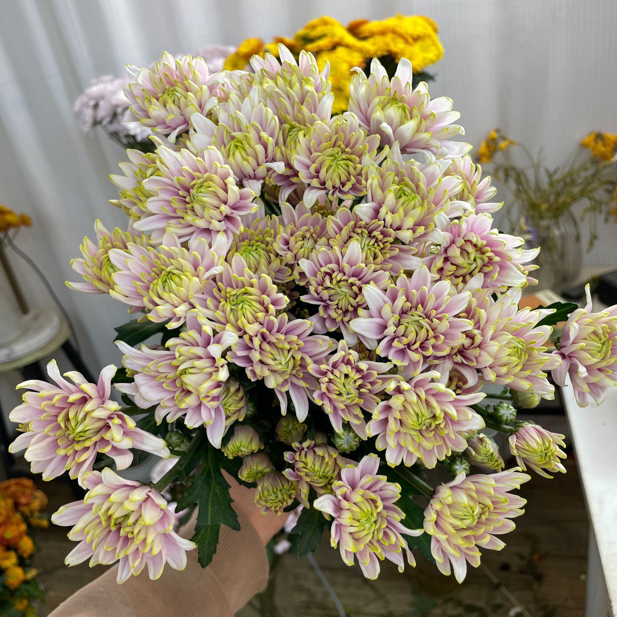 绿扬小菊10枝全店1-5扎1个运费