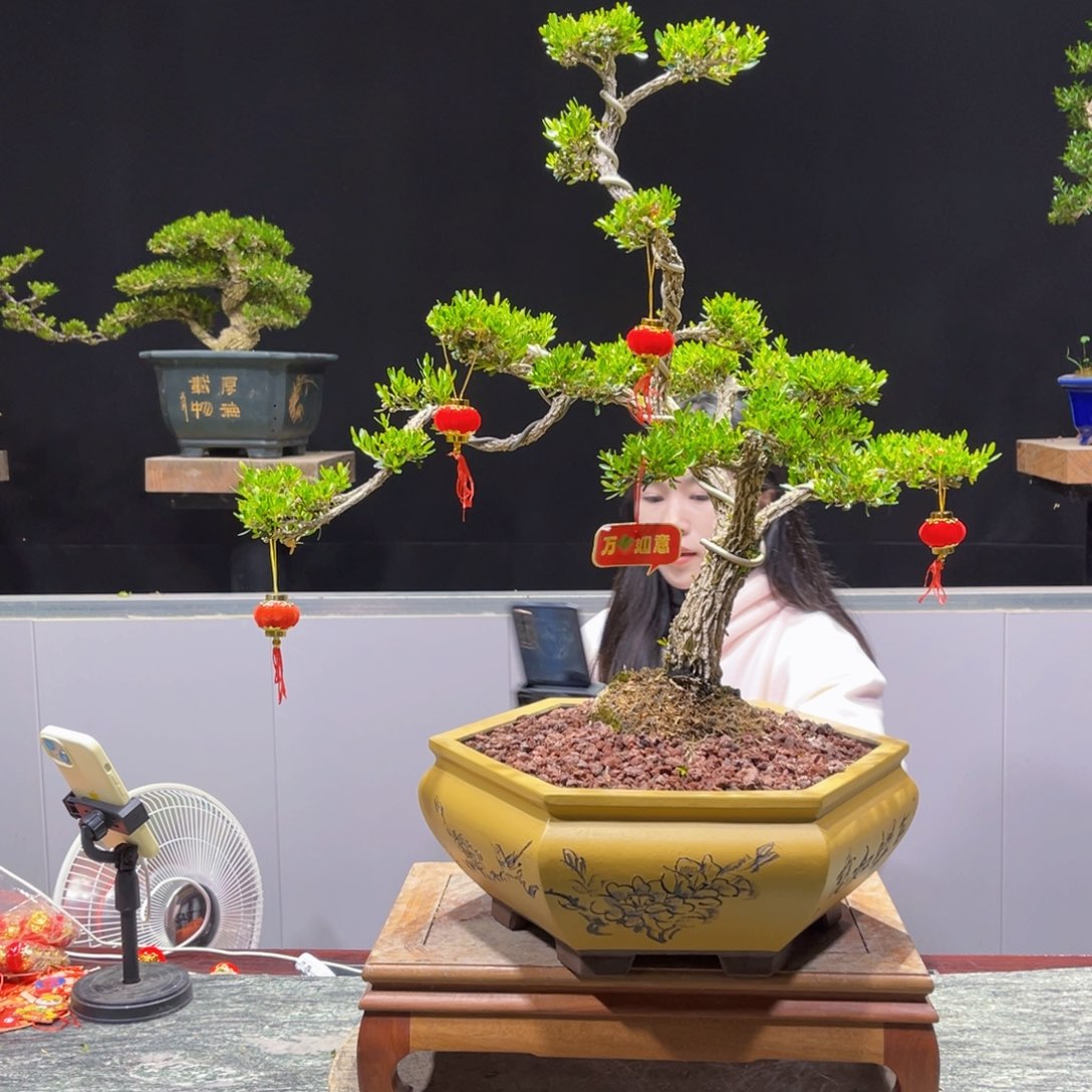 四季常青老桩黄杨盆景