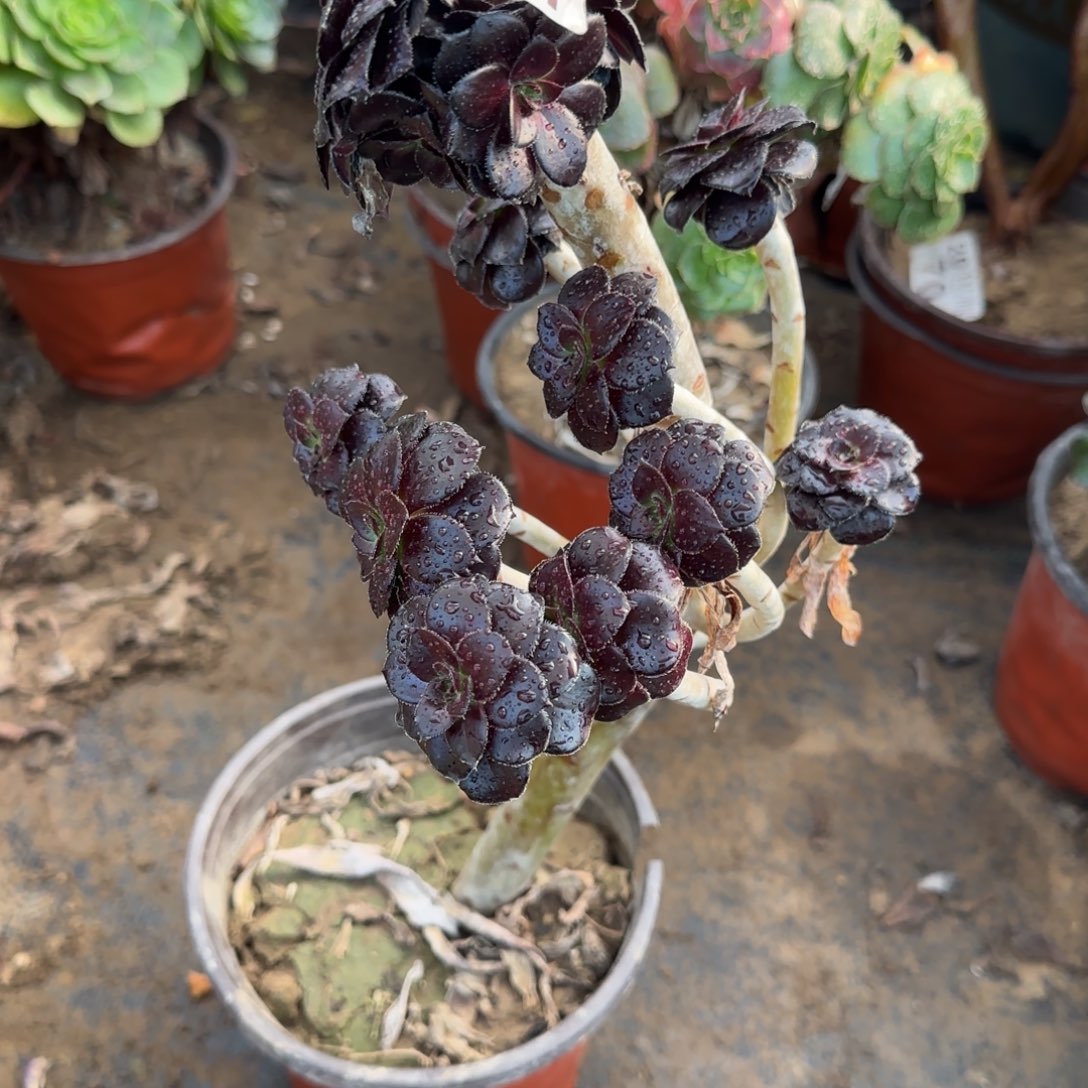 墨豆107满20包邮断枝不包