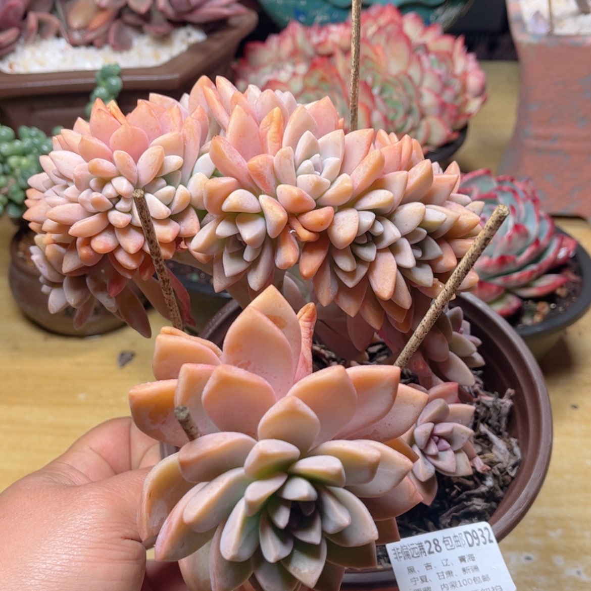 【闪购商品】932淡雪缀