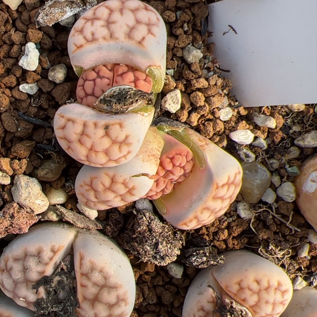 033号红脑花多肉植物