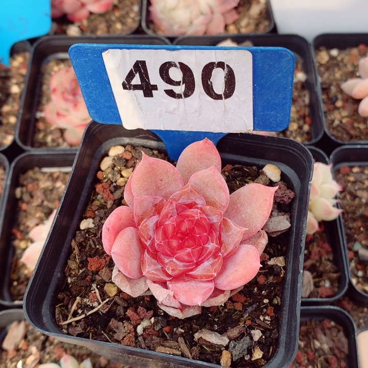 糖钻4.5cm多肉植物