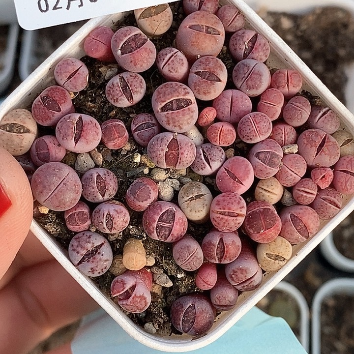 桃喜花园0204-95紫菊