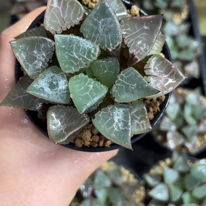 火凤凰克多肉植物