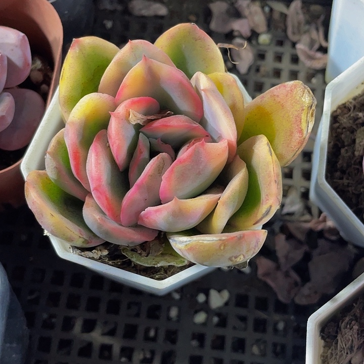 八角盆绮罗锦带盆土