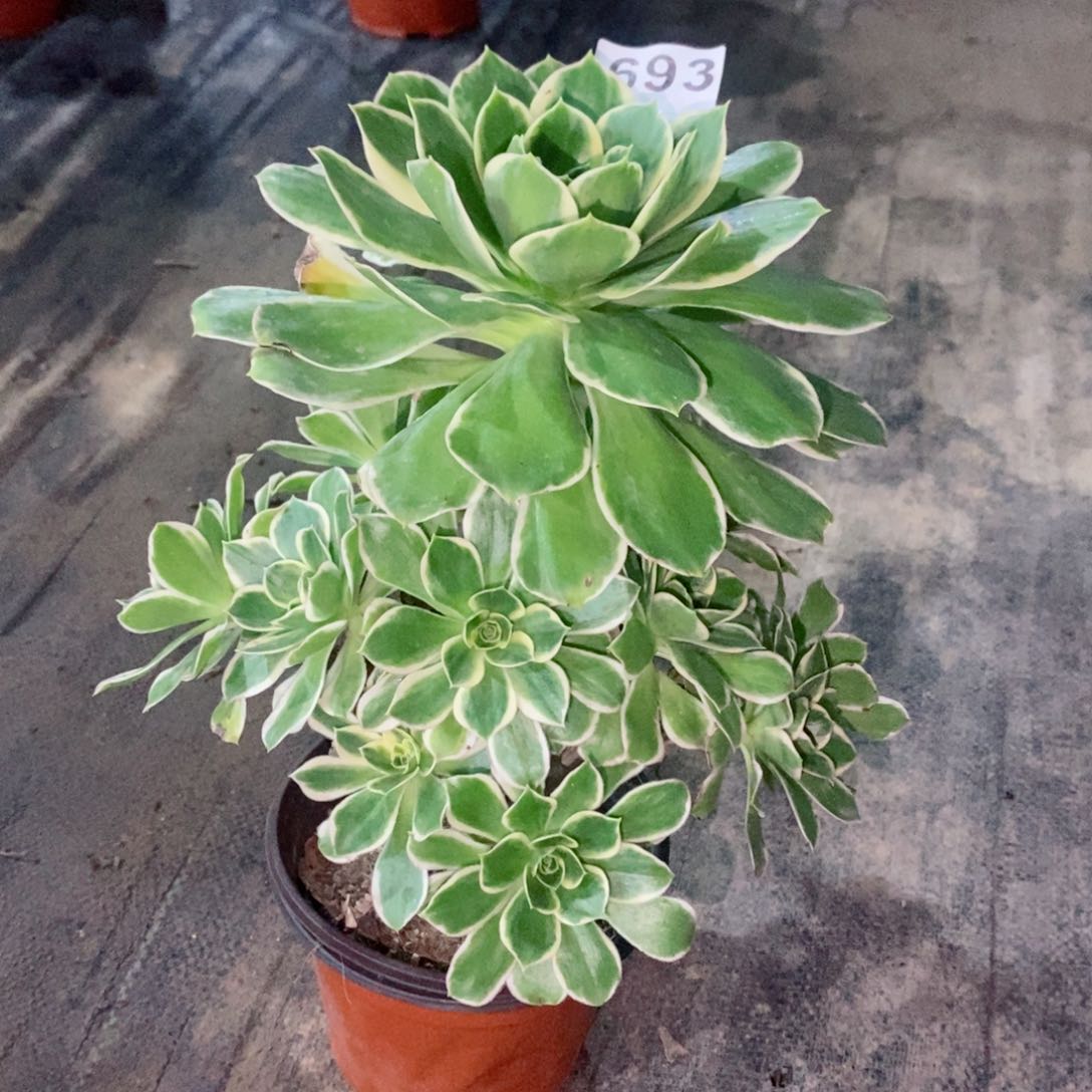 大叶绿玫瑰693多肉1111