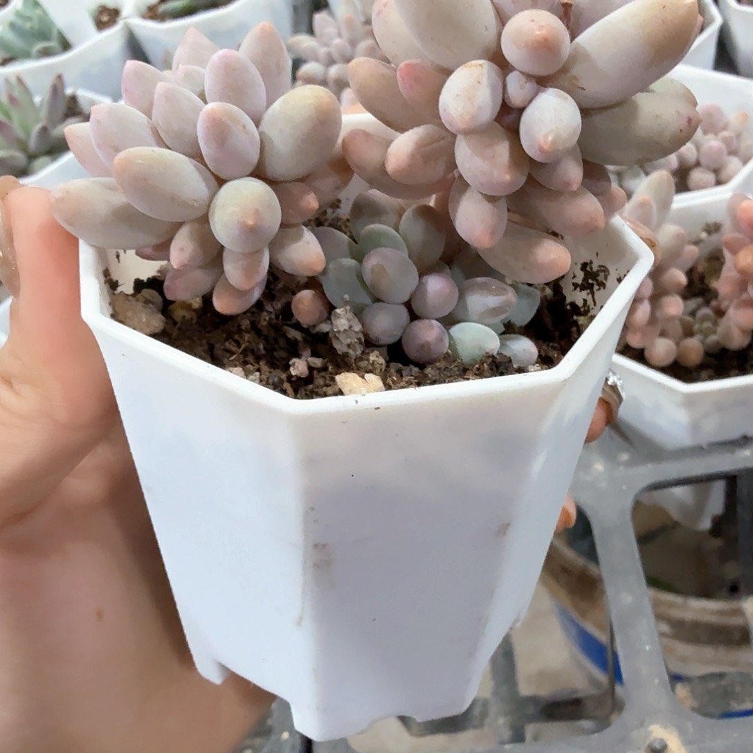 婴儿手指多肉植物