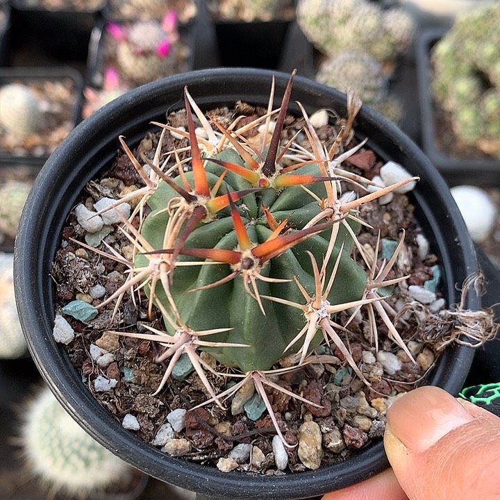 28 实生狂风丸4.6厘米