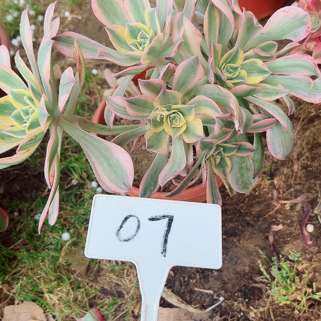 多肉植物灿烂法师