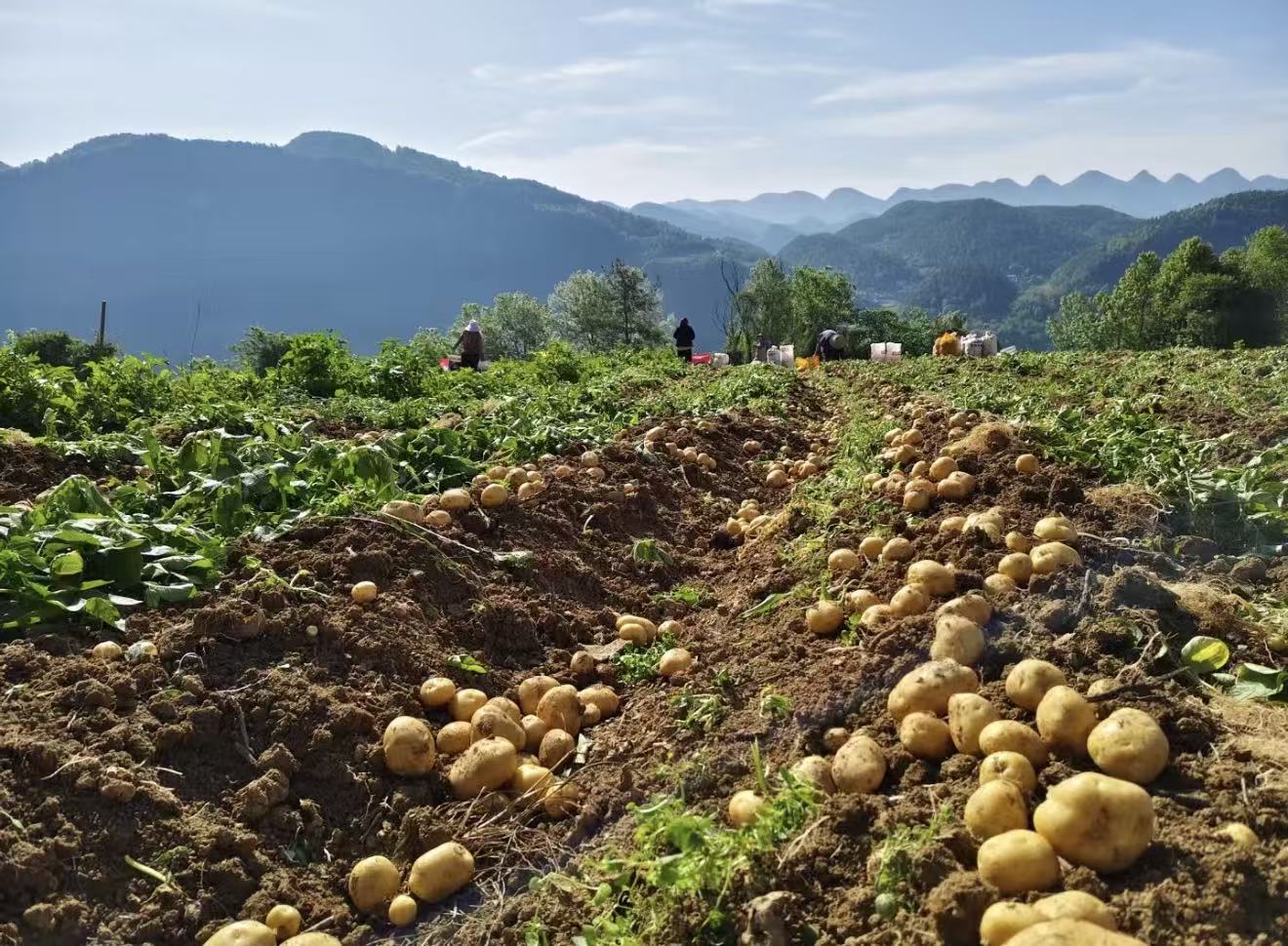 贵州务川新鲜现挖土豆