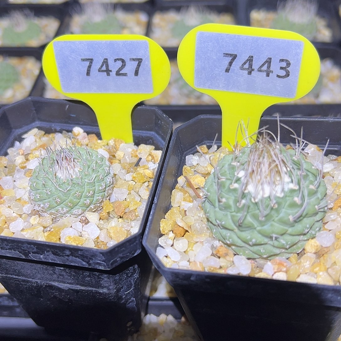 C***n7427，7443菊水两个实生仙人球