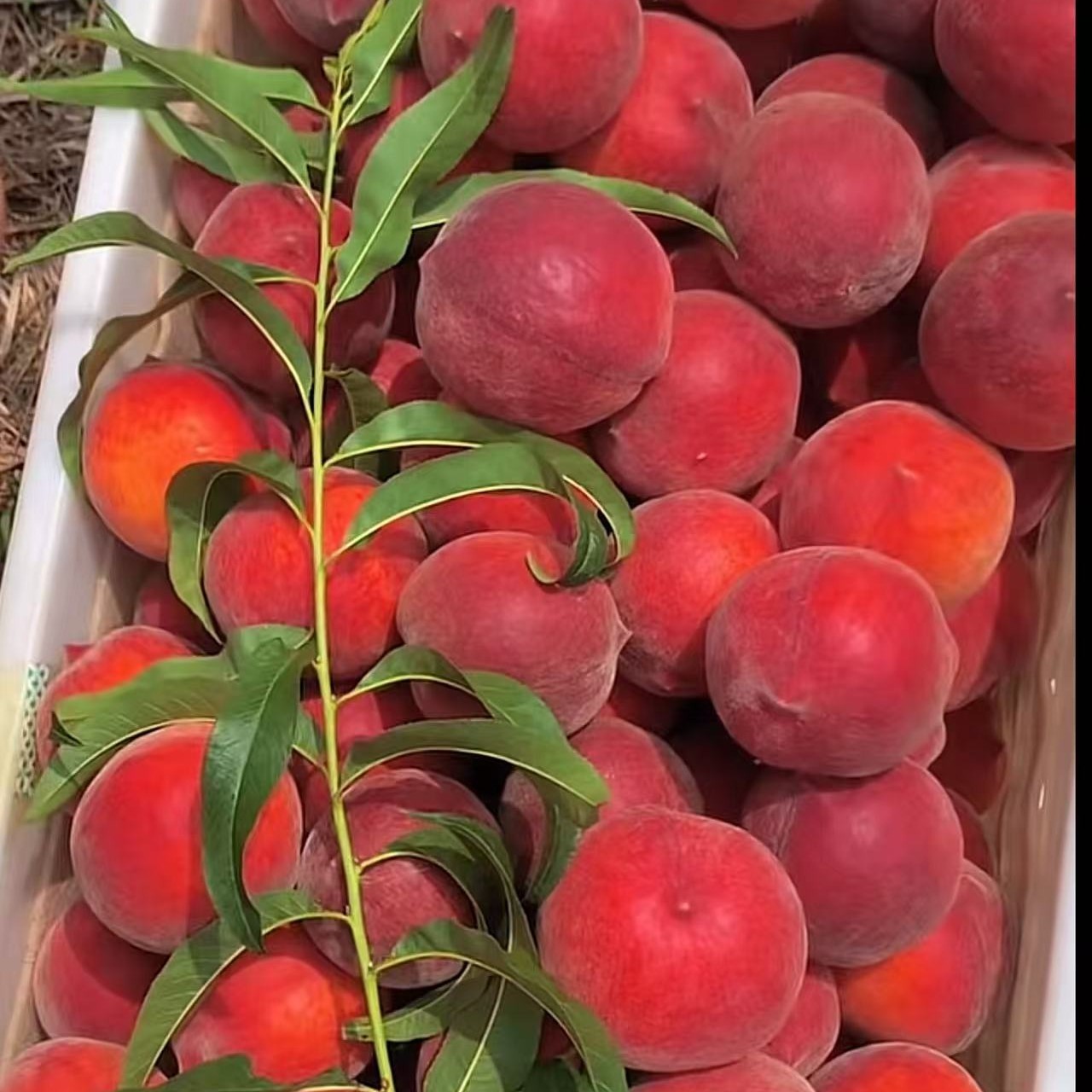 新品种桃苗，黄香，不包活