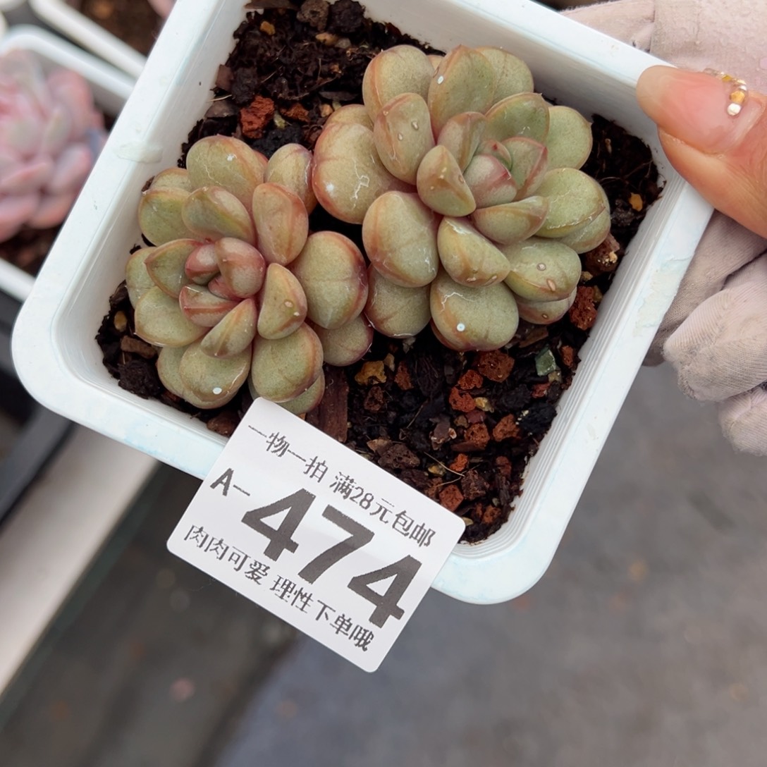 葡萄多肉多肉多肉多肉