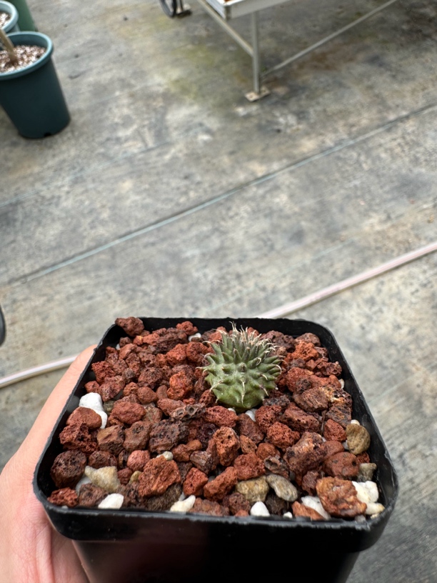 海胆多肉植物多肉植物