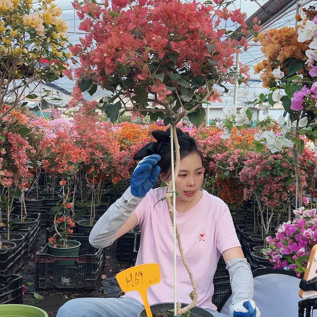 随***心大部分花苞少量开放H69布理扎