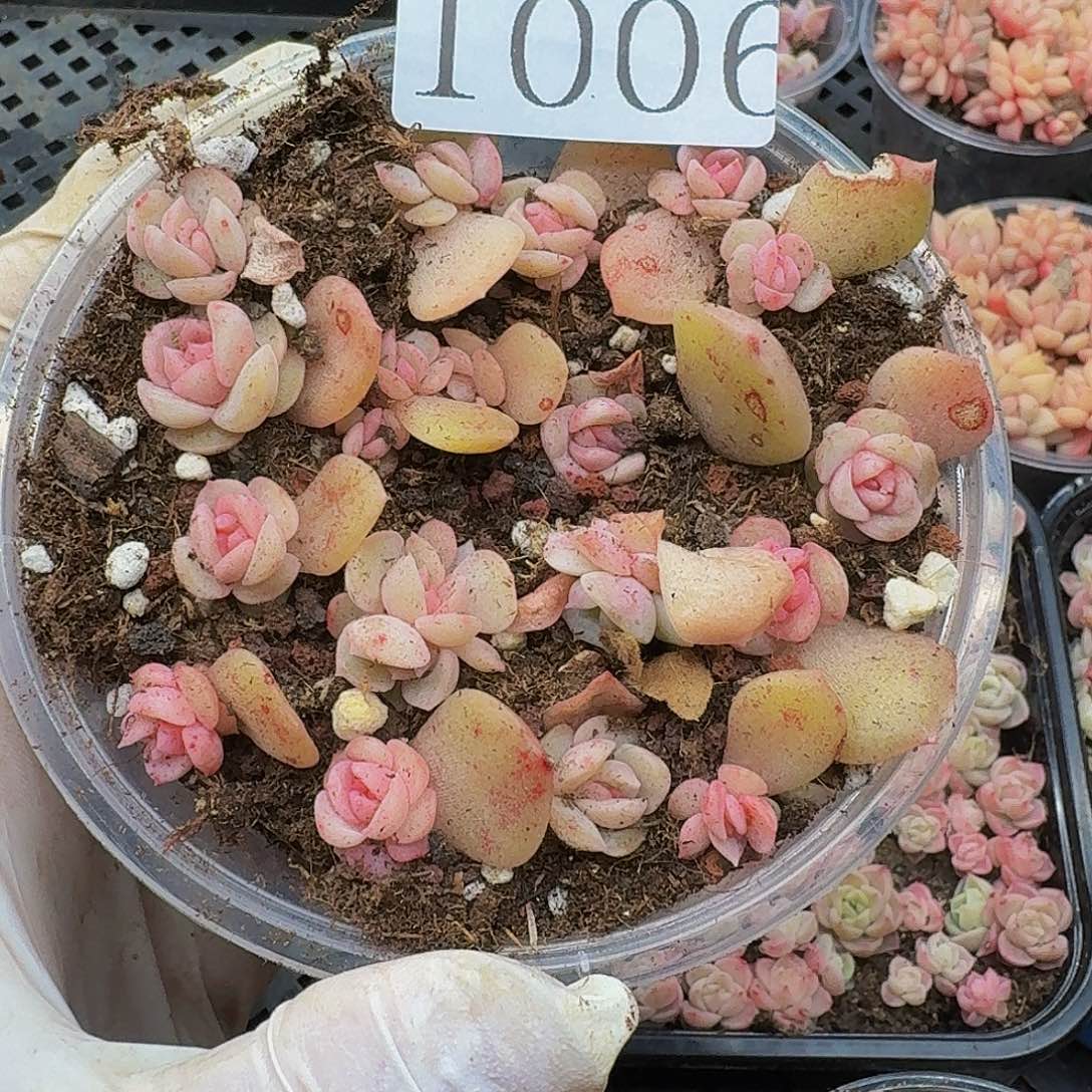 多肉植物多肉植物1006