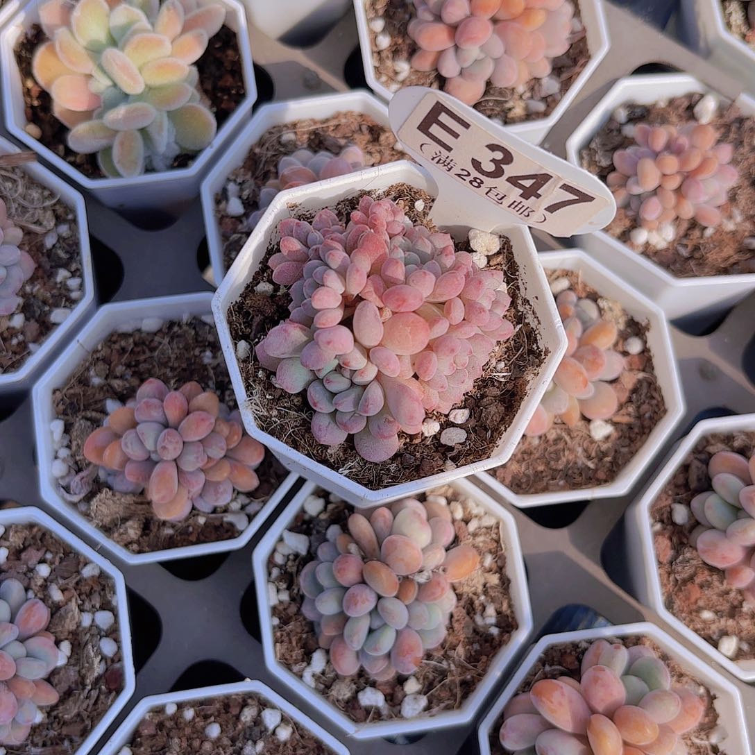 E347萌豆一物一拍