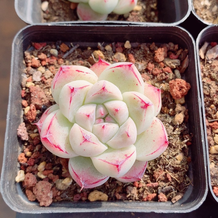 西施5cm多肉植物