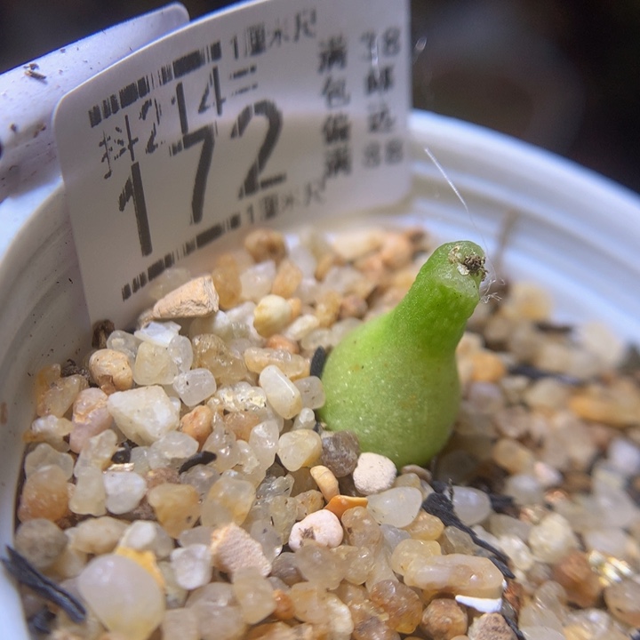 精品生石花214.172