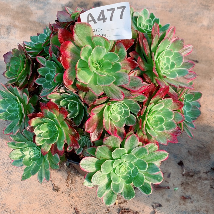 哦***方莲花法师小宝塔带花脸477