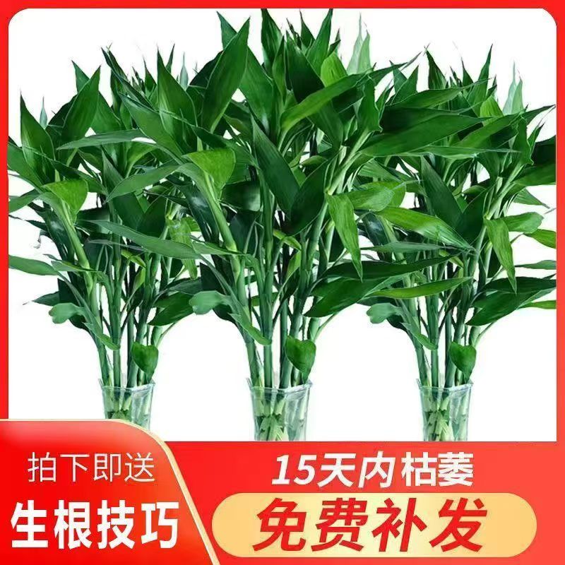 【大叶粗枝】80-90厘米水培植物室内客厅好养绿植盆栽净化空气招财