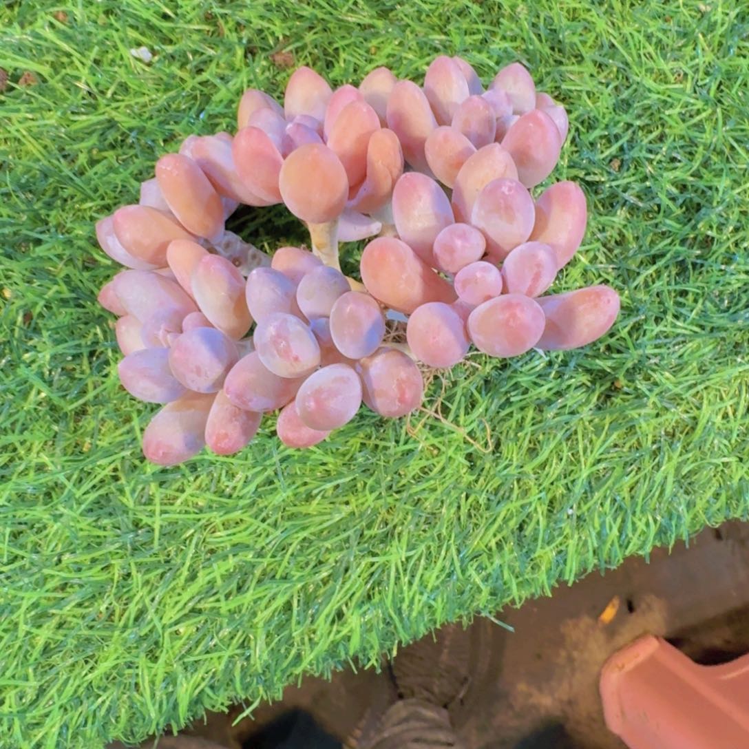 多肉植物大叶汤圆群0419