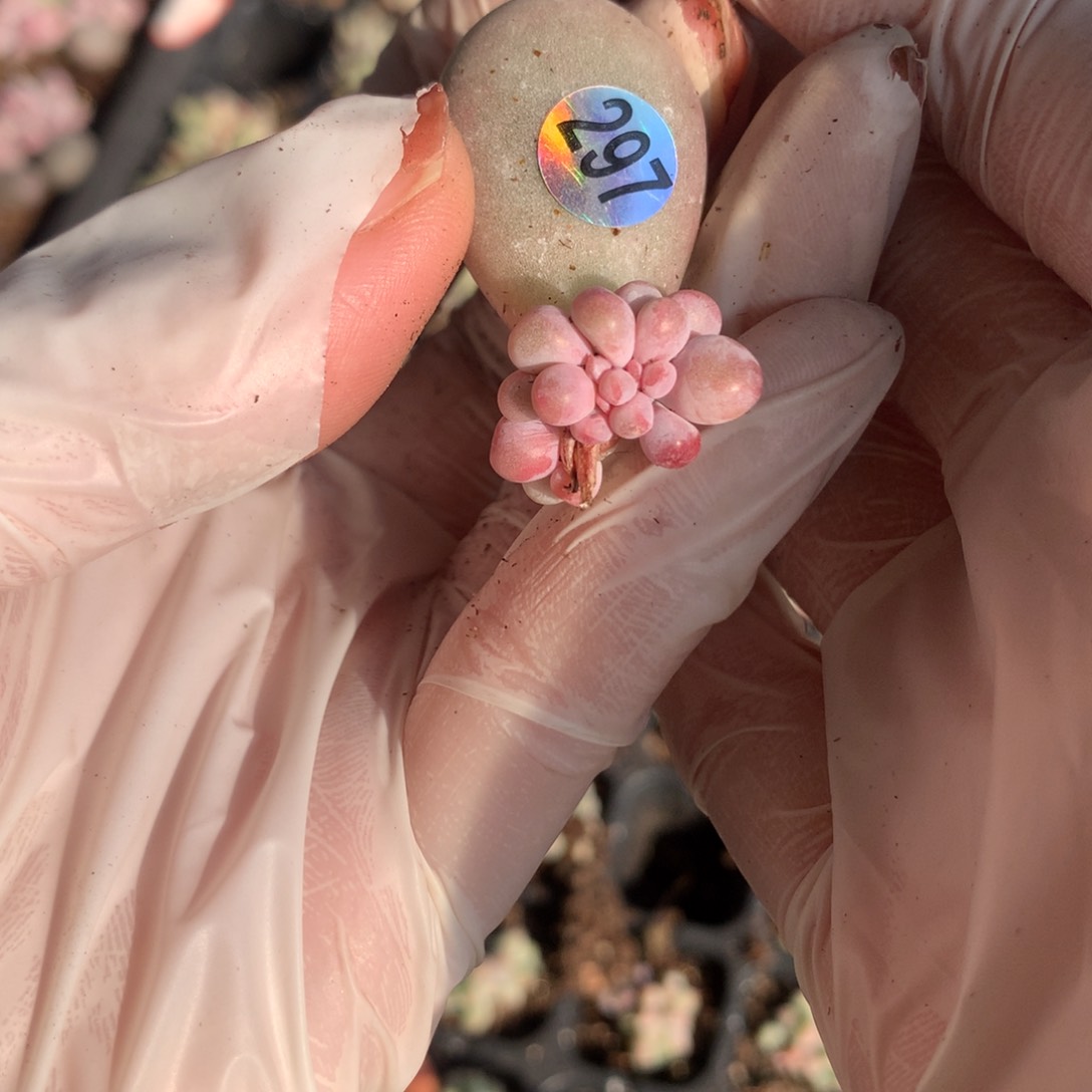 297 彩虹奶酪多肉