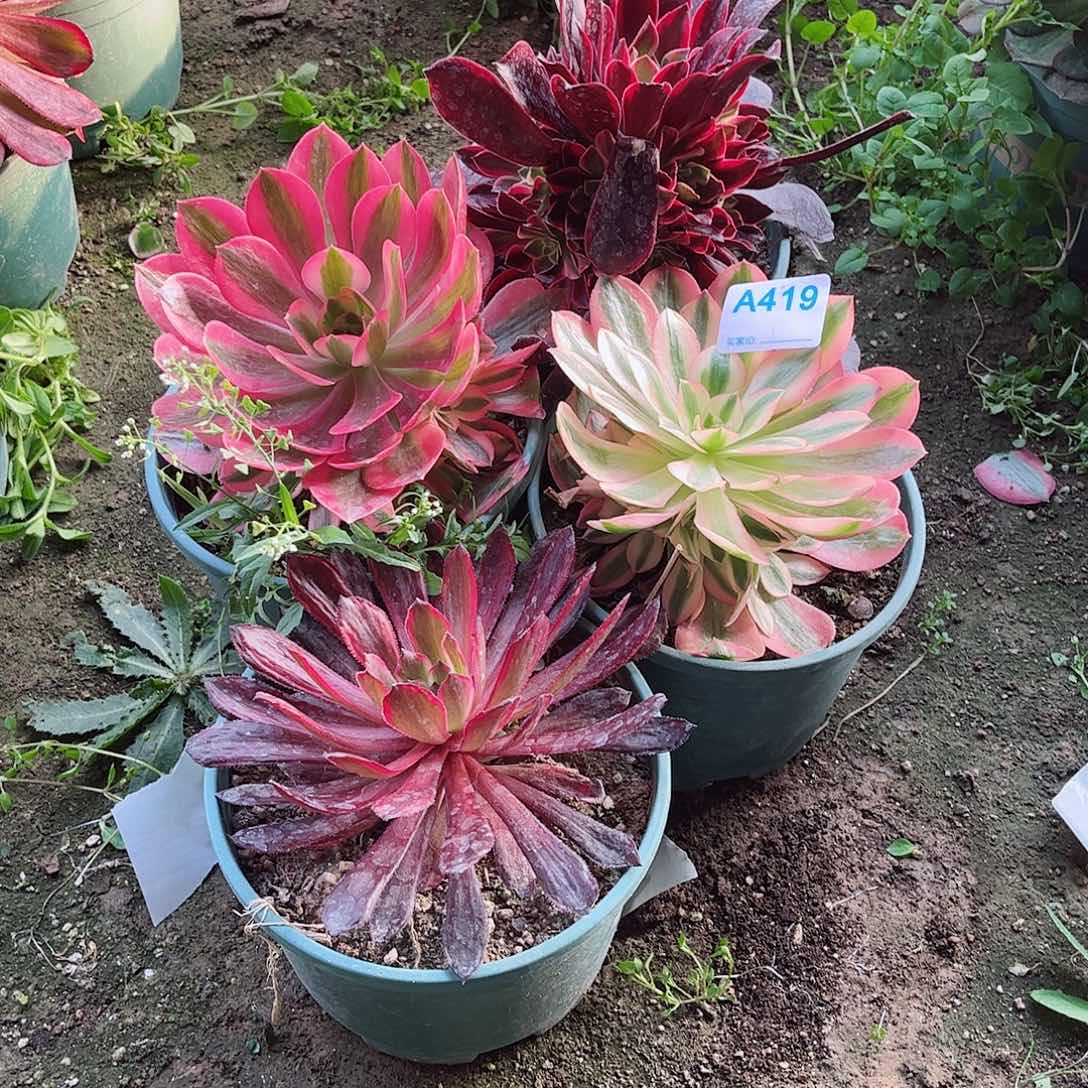 多肉植物组合419