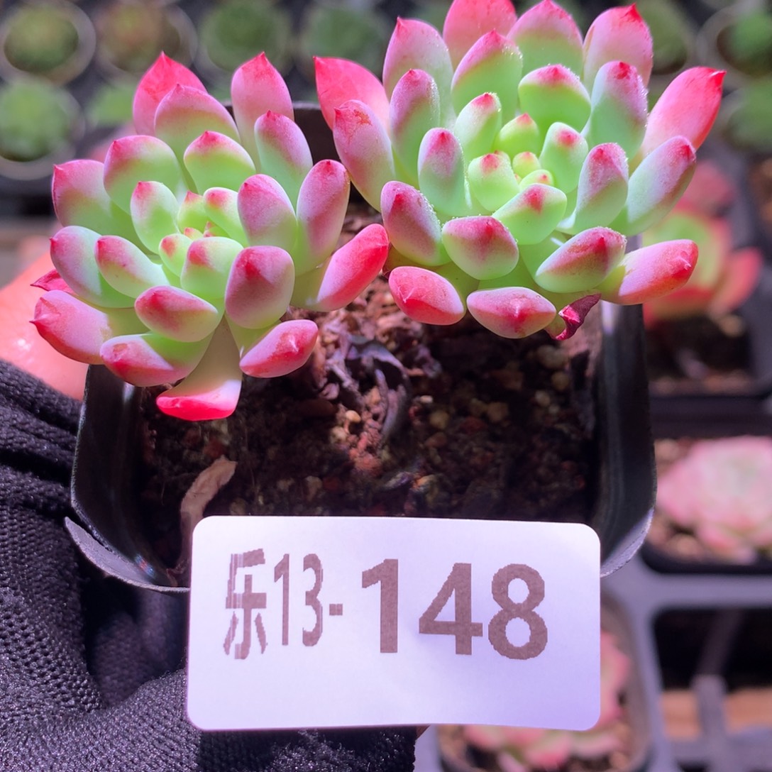 乐然13-148 蓝苹果 双头